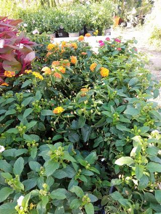 Lantana cámara