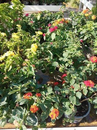 Lantana cámara