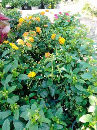 Lantana cámara