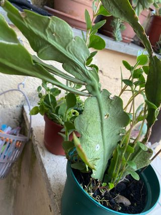 Talea di pianta grassa Epiphyllum phyllanthus