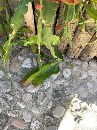 Talea di pianta grassa Epiphyllum phyllanthus