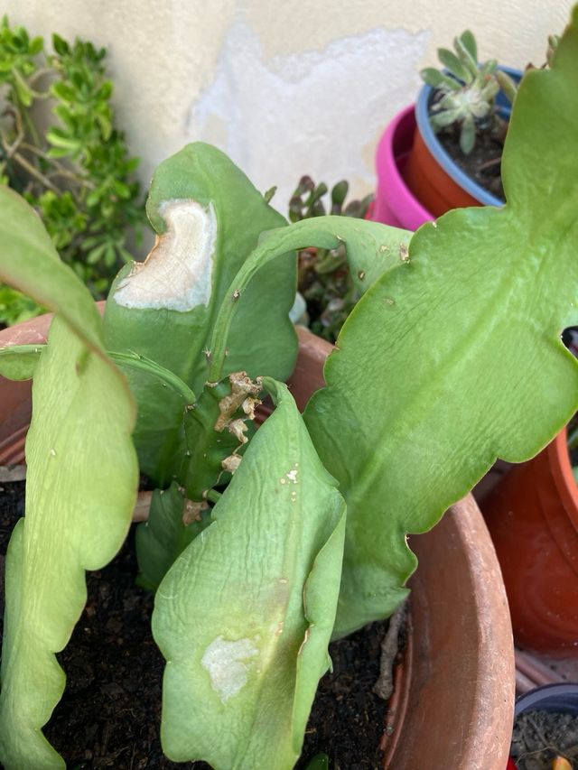 Talea di pianta grassa Epiphyllum phyllanthus