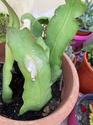 Talea di pianta grassa Epiphyllum phyllanthus