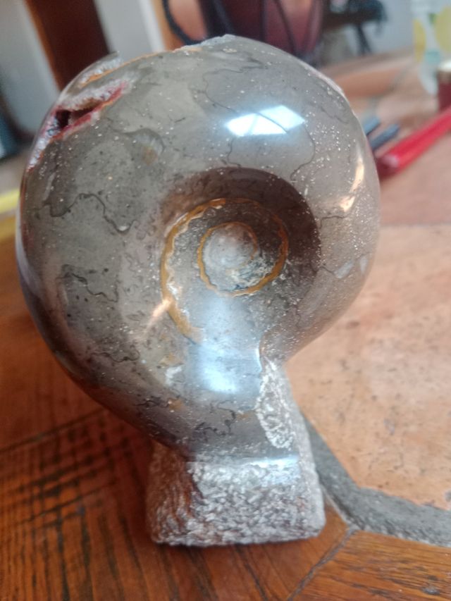 Fósil Ammonites (400-66 m.a.)