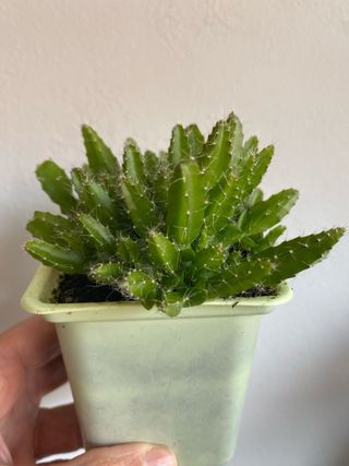 Cactus pequeño