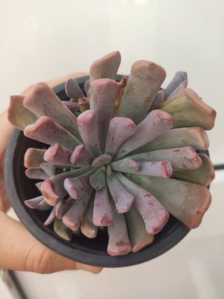 Graptoveria Topsy Debbie
