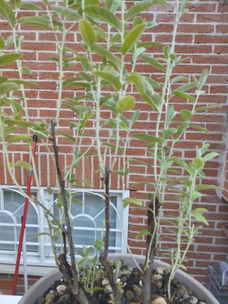 Prebonsái Árbol del Paraíso venta en persona