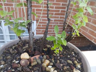 Prebonsái Árbol del Paraíso venta en persona