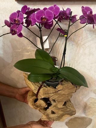 Portavaso in legno d'ulivo