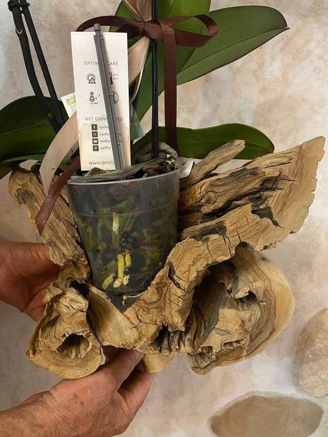 Portavaso in legno d'ulivo