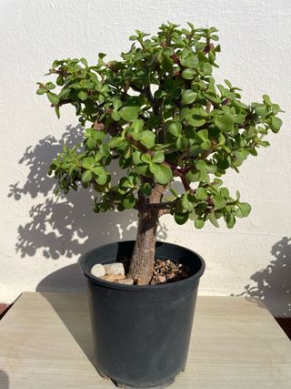 Bonsái Portulacaria afra