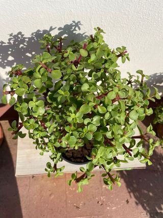 Bonsái Portulacaria afra