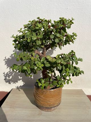 Bonsái Portulacaria afra