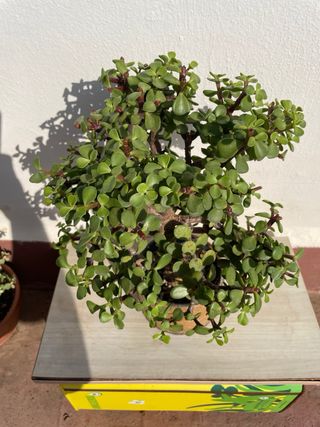 Bonsái Portulacaria afra