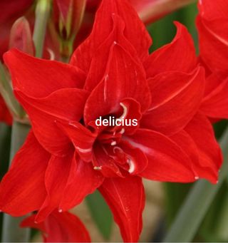 Bulbo Amarillis Hippeastrum rosso 