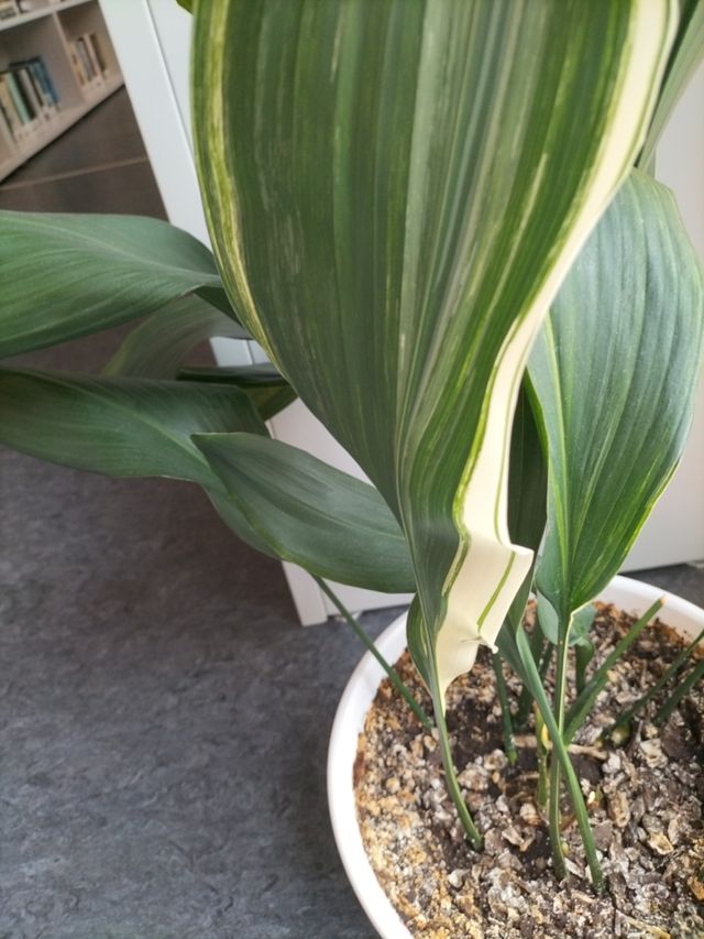 Aspidistra elatior variegata
