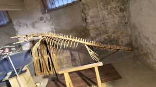 Fósil aminal musasaurio 3.40m