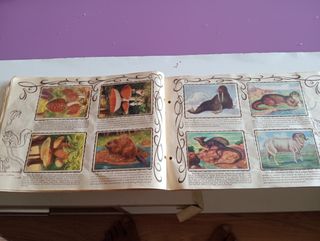 Álbum Zoológico años 40