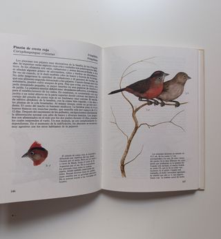 Peces de acuario - Aves de jaula.