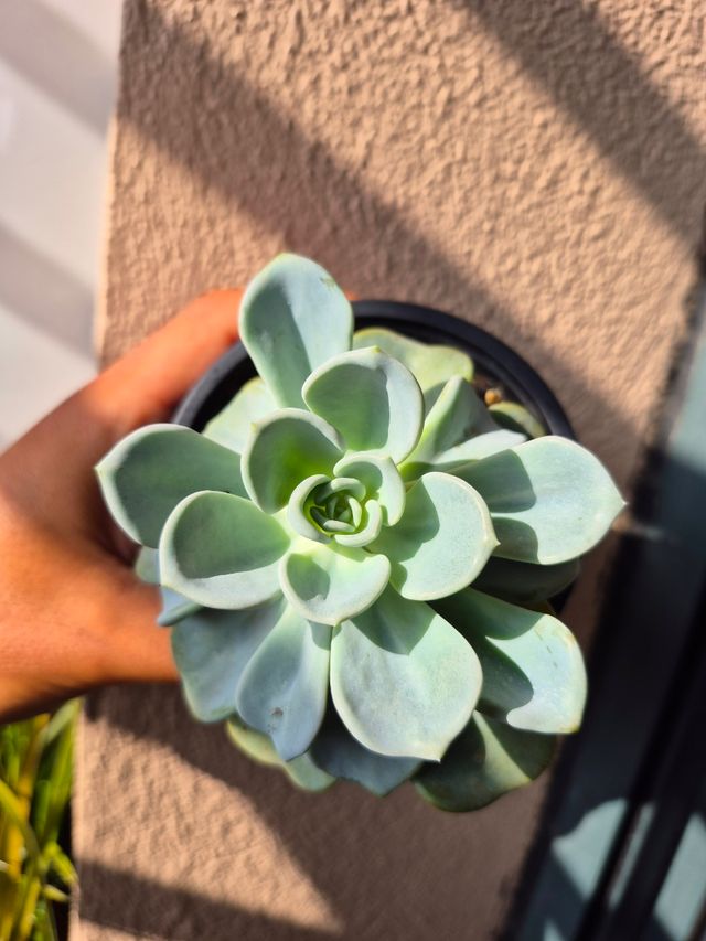 Pachyveria Orpet - Suculenta