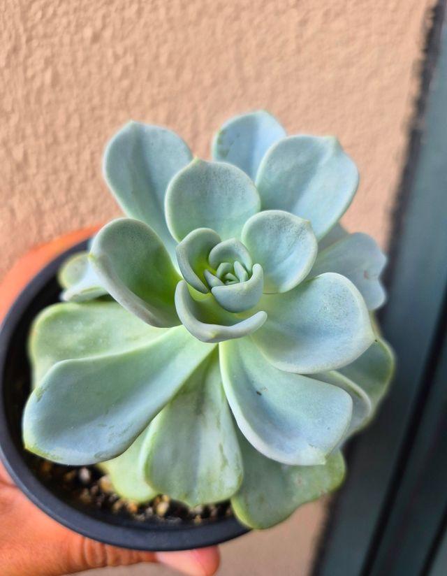 Pachyveria Orpet - Suculenta