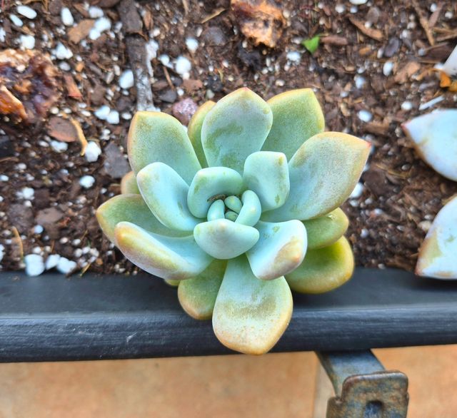 Graptoveria Opalina - Suculenta