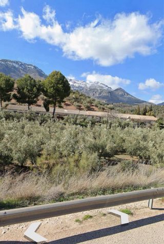 Olivar con cortijo - A-401