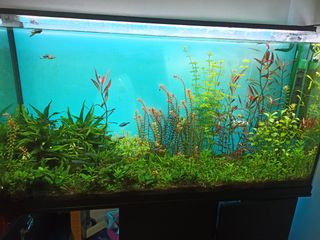 Acuario 300L completo