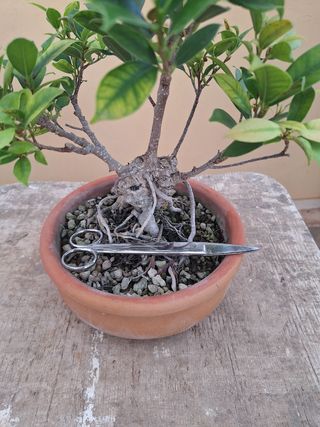 Bonsái Ficus
