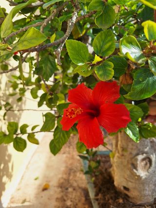 Bonsái Hibiscus - Rosa de China