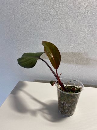 Philodendron Pink Princess