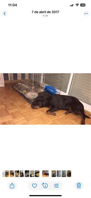 Jaula perro Savic metálica