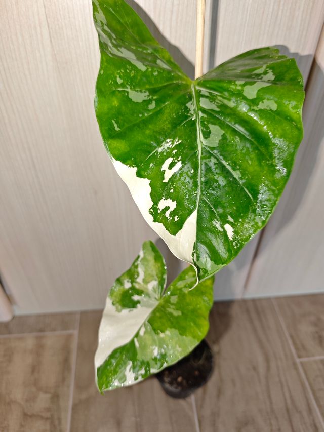 Alocasia Macrorrhiza Variegata