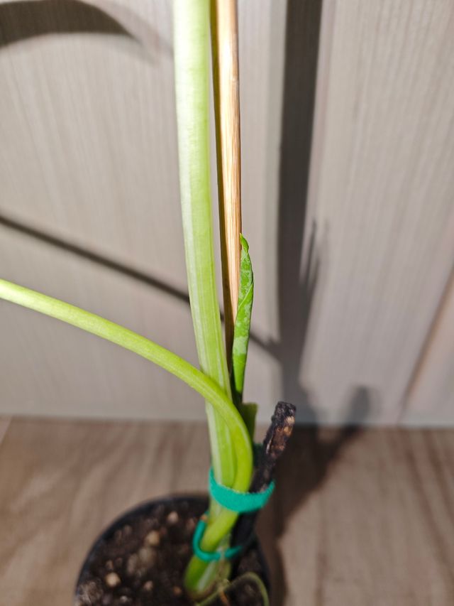 Alocasia Macrorrhiza Variegata