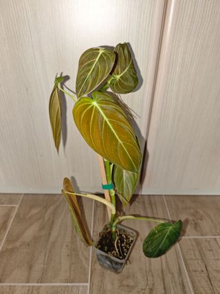 Philodendron Melanochrysum