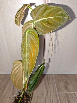 Philodendron Melanochrysum