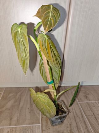 Philodendron Melanochrysum
