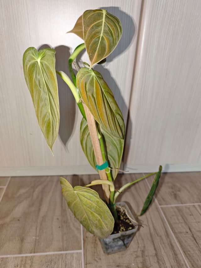 Philodendron Melanochrysum