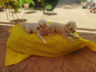 Cojín cama mascotas impermeables