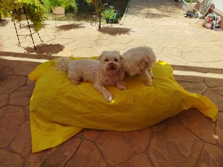 Cojín cama mascotas impermeables