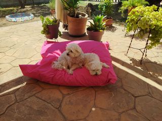 Cojín cama mascotas impermeables
