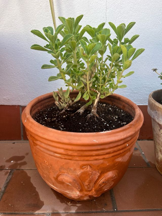Suculenta Menta Mexicana