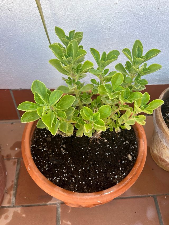 Suculenta Menta Mexicana