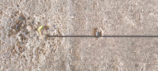 Caña Pesca Carpa Apocalipse