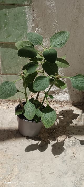 Planta Plectranthus argentatus dos tallos