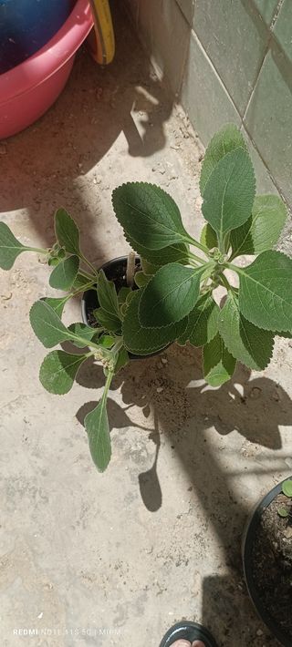 Planta Plectranthus argentatus dos tallos