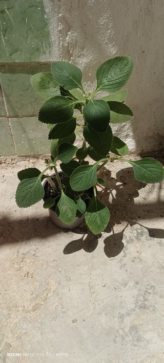 Planta Plectranthus argentatus dos tallos