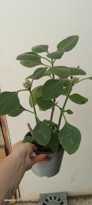 Planta Plectranthus argentatus dos tallos