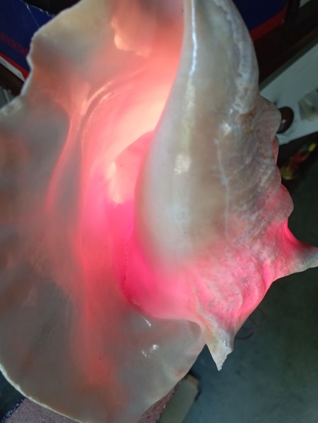 Lampada Conchiglia Vintage