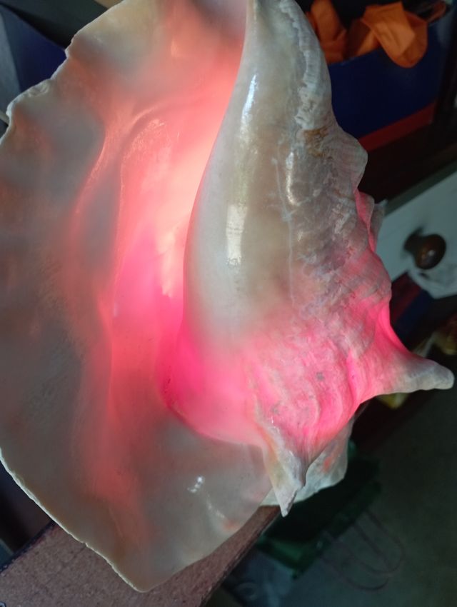 Lampada Conchiglia Vintage